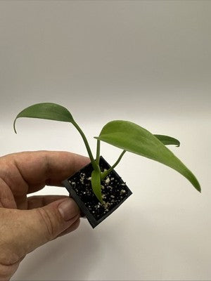 Monstera Burle Marx Flame #33.2