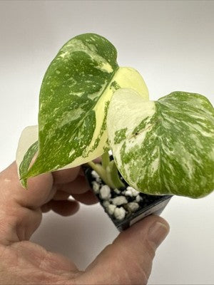 Monstera Thai Constellation, Highly Variegated. Very Rare #6