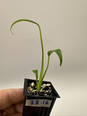 Monstera Burle Marx Flame #33.16