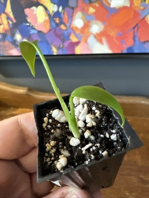Monstera Burle Marx Flame #11