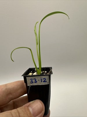Monstera Burle Marx Flame #33.12