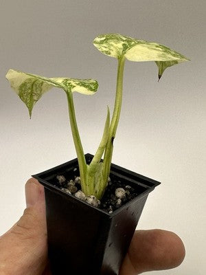 Highly Variegated Monstera Creme Brulee Thai Constellation 37.2, Very Rare
