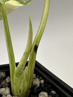 Highly Variegated Monstera Creme Brulee Thai Constellation 37.2, Very Rare