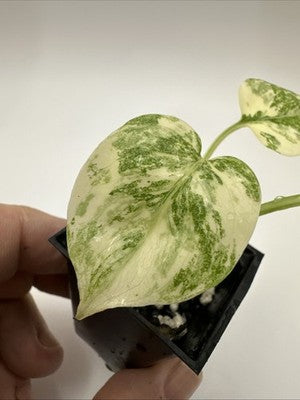 Monstera Thai Constellation, Highly Variegated. Very Rare #4