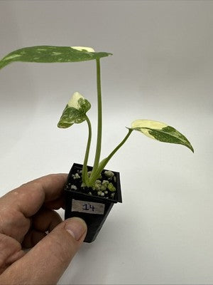 Monstera Thai Constellation, Highly Variegated. Very Rare #14