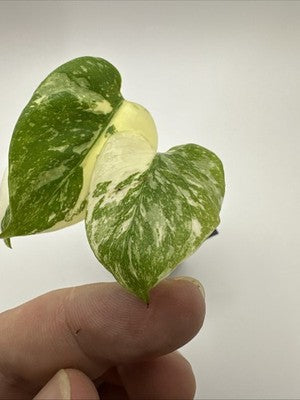 Monstera Thai Constellation, Highly Variegated. Very Rare #6