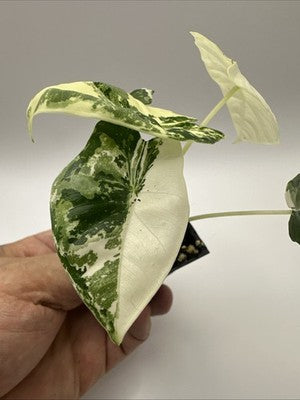 💚🤍🪴Alocasia Frydek Albo Variegated #33.2