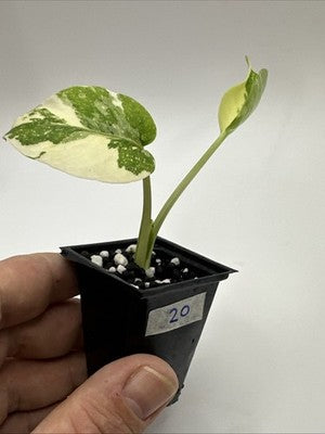 Monstera Thai Constellation, Highly Variegated. Very Rare #20
