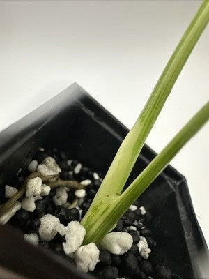 Monstera Thai Constellation, Highly Variegated. Very Rare #8