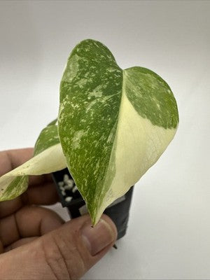 Monstera Thai Constellation, Highly Variegated. Very Rare #13