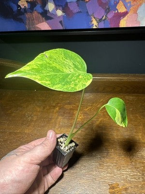 Monstera Deliciosa Aurea Large Form 1