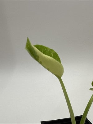 Monstera Thai Constellation, Highly Variegated. Very Rare #20