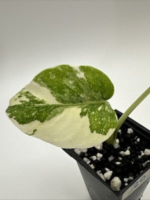 Monstera Thai Constellation, Highly Variegated. Very Rare #20