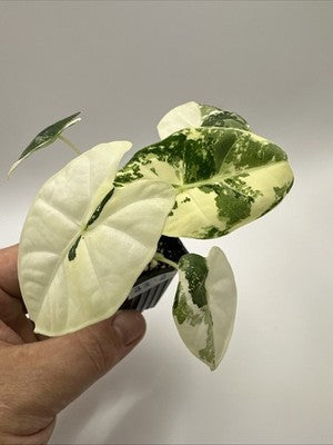 💚🤍🪴Alocasia Frydek Albo Variegated #33.2