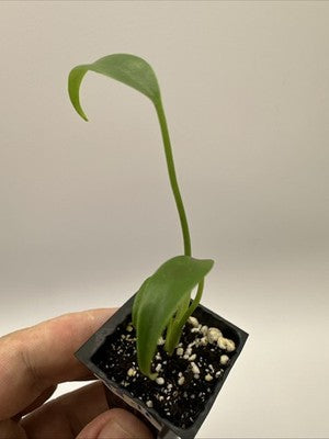 Monstera Burle Marx Flame #33.16