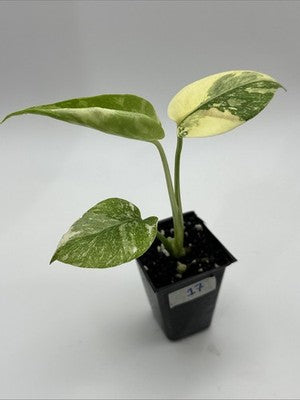 Monstera Thai Constellation, Highly Variegated. Very Rare #17