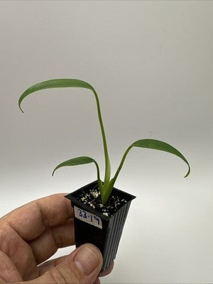 Monstera Burle Marx Flame #33.19