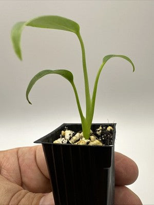 Monstera Burle Marx Flame #33.8