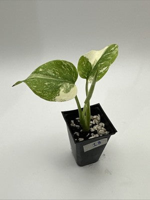 Monstera Thai Constellation, Highly Variegated. Very Rare #18