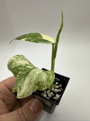 Monstera Thai Constellation, Highly Variegated. Very Rare #16