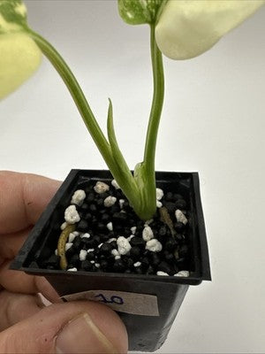 Monstera Thai Constellation, Highly Variegated. Very Rare #10