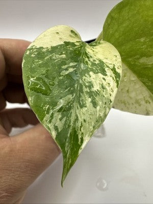 Monstera Star Shadow / White Monster Mutation, Super Rare 38.2