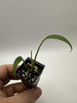 Monstera Burle Marx Flame #33.3