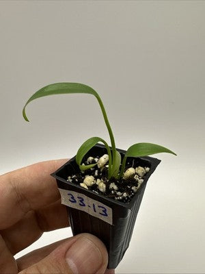 Monstera Burle Marx Flame #33.13