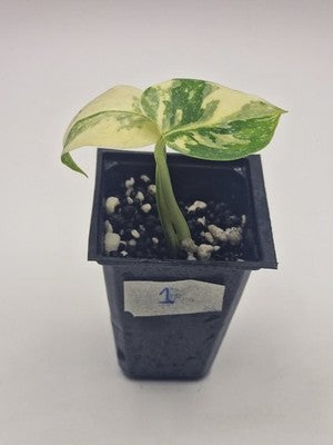 Monstera Thai Constellation, Highly Variegated. Very Rare #1