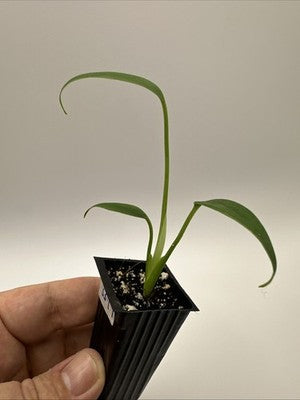 Monstera Burle Marx Flame #33.19