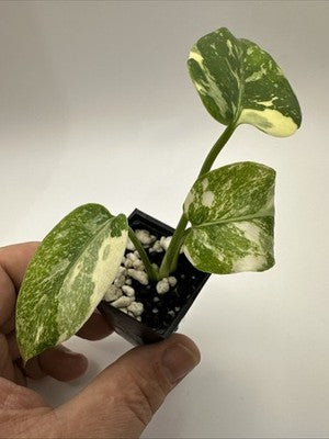 Monstera Thai Constellation, Highly Variegated. Very Rare #12