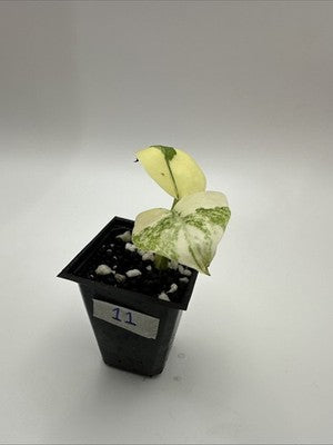 Monstera Thai Constellation, Highly Variegated. Very Rare #11