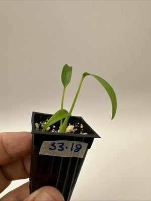 Monstera Burle Marx Flame #33.18