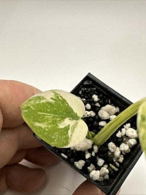 Monstera Thai Constellation, Highly Variegated. Very Rare #2