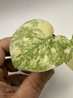 Highly Variegated Monstera Creme Brulee Thai Constellation 37.2, Very Rare