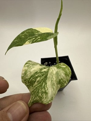 Monstera Thai Constellation, Highly Variegated. Very Rare #16