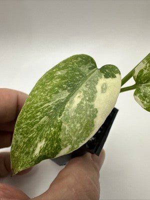 Monstera Thai Constellation, Highly Variegated. Very Rare #12