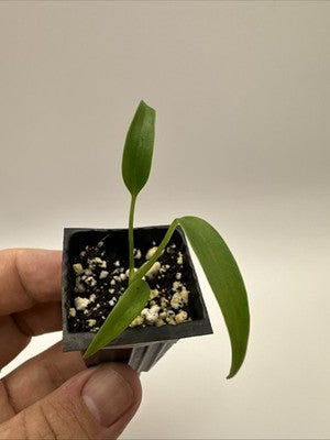 Monstera Burle Marx Flame #33.18