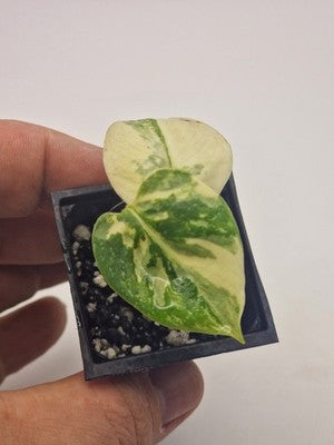 Monstera Thai Constellation, Highly Variegated. Very Rare #1