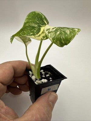 Monstera Thai Constellation, Highly Variegated. Very Rare #6