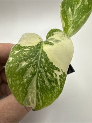 Monstera Thai Constellation, Highly Variegated. Very Rare #9