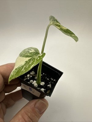 Monstera Thai Constellation, Highly Variegated. Very Rare #8