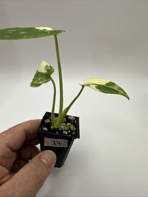 Monstera Thai Constellation, Highly Variegated. Very Rare #14