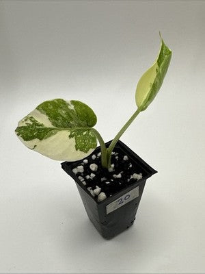 Monstera Thai Constellation, Highly Variegated. Very Rare #20