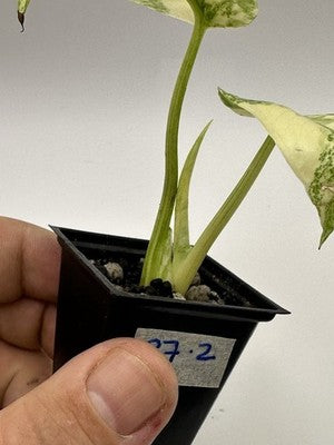 Highly Variegated Monstera Creme Brulee Thai Constellation 37.2, Very Rare