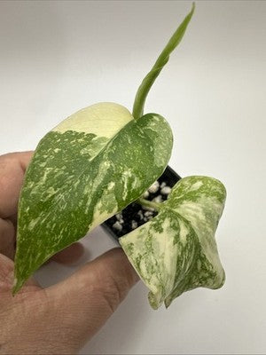 Monstera Thai Constellation, Highly Variegated. Very Rare #16