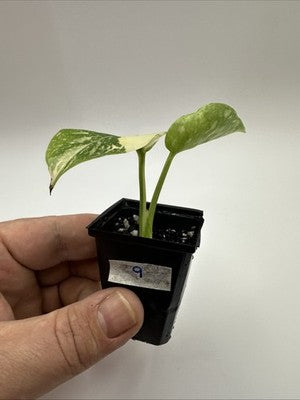 Monstera Thai Constellation, Highly Variegated. Very Rare #9