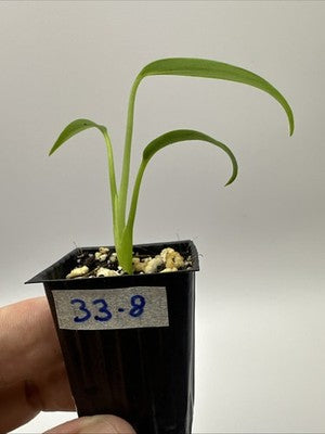 Monstera Burle Marx Flame #33.8