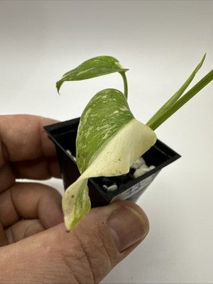 Monstera Thai Constellation, Highly Variegated. Very Rare #13