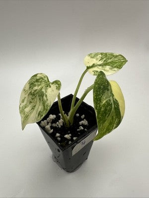 Monstera Thai Constellation, Highly Variegated. Very Rare #4
